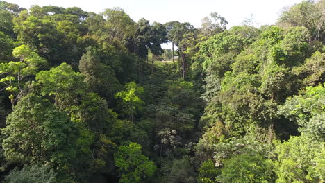 Regenwald-Amazonas-Französisch-Guayana.-Luftaufnahme-Der-Artenvielfalt